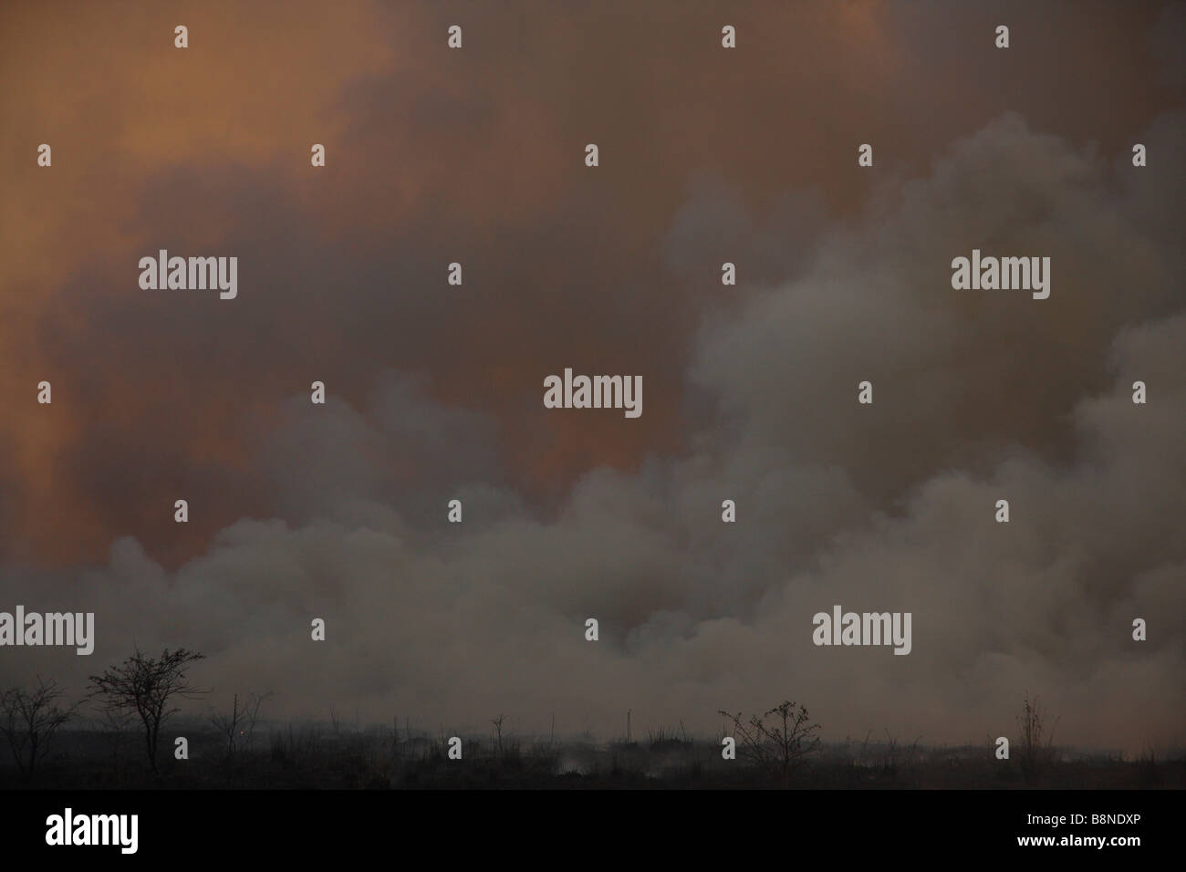 D'épais nuages de fumée grise au cours de rage dans l'incendie de veld Tembe Elephant Park Banque D'Images