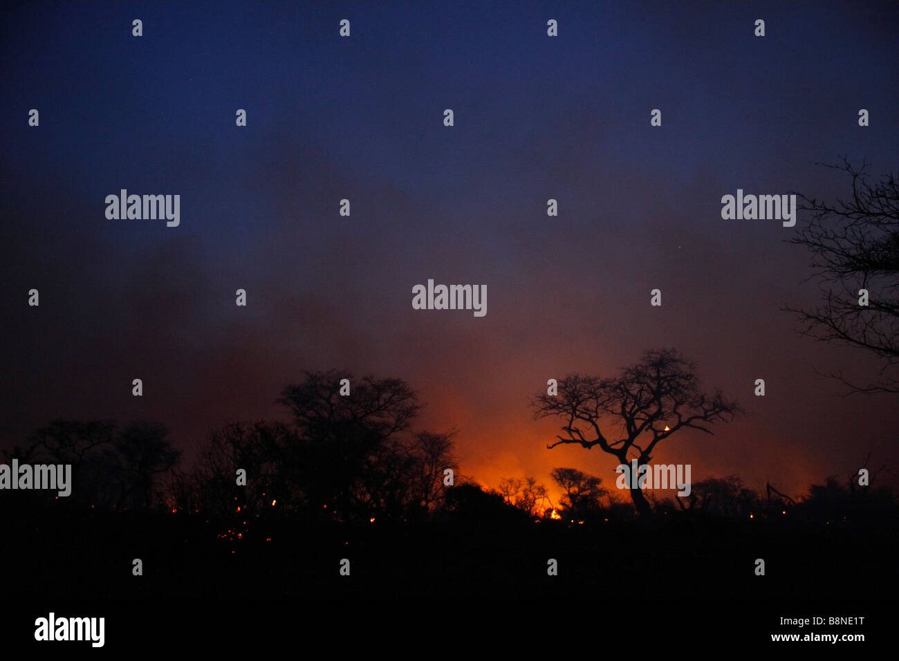 Ciel de nuit allumé rouge et qui se profile en raison de l'arbre en feu faisant rage veld Tembe Elephant Park Banque D'Images