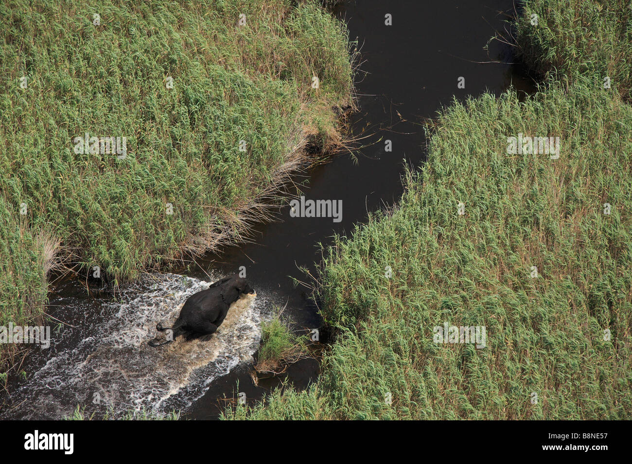 Vue aérienne d'un éléphant solitaire de taureaux jusqu'un canal bordé de roseaux Phragmites Banque D'Images