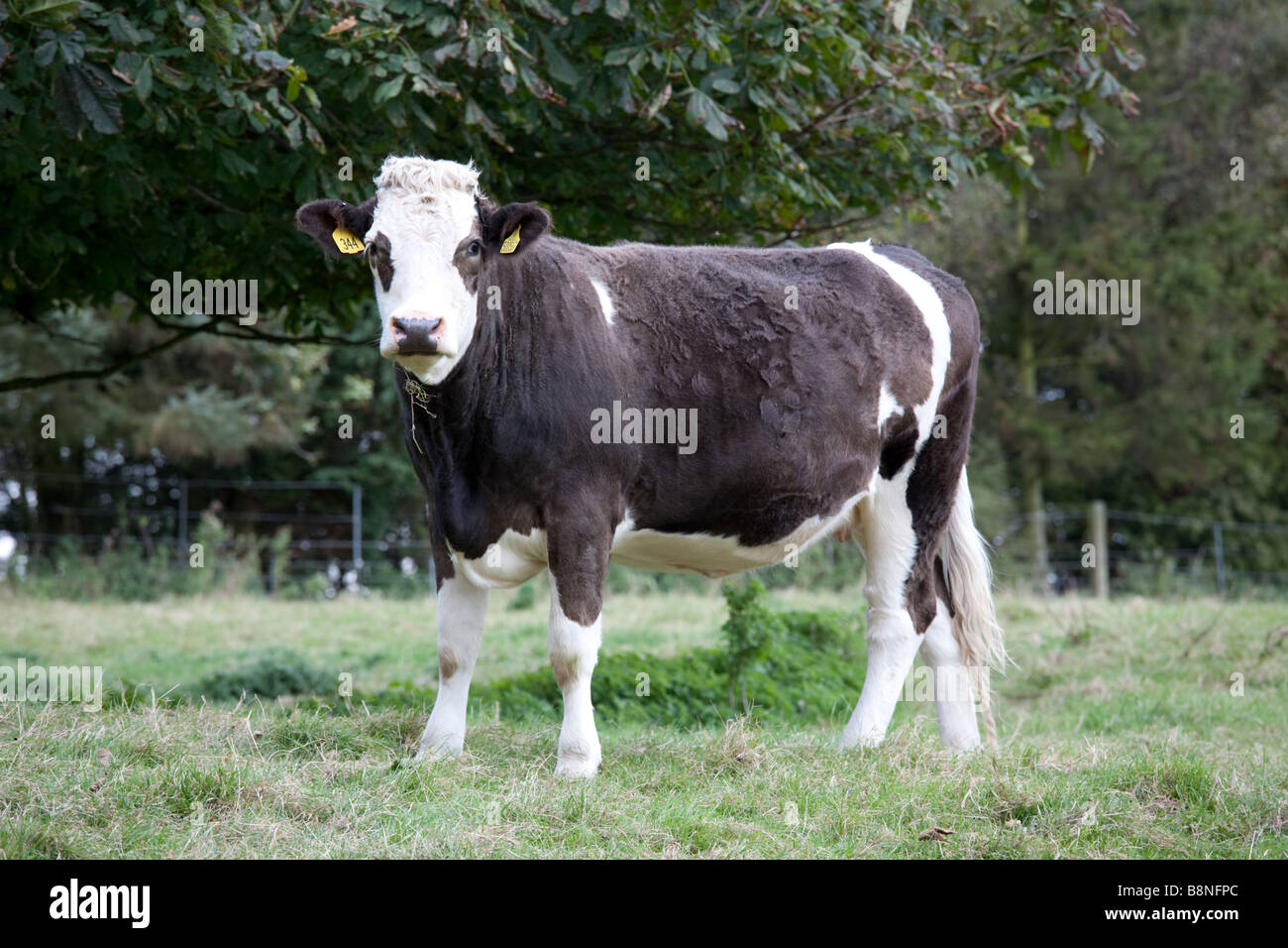 Une Holstein Friesian (US) (UK, Australie) vache laitière de pâturage dans le Warwickshire, Angleterre , Royaume-Uni Banque D'Images