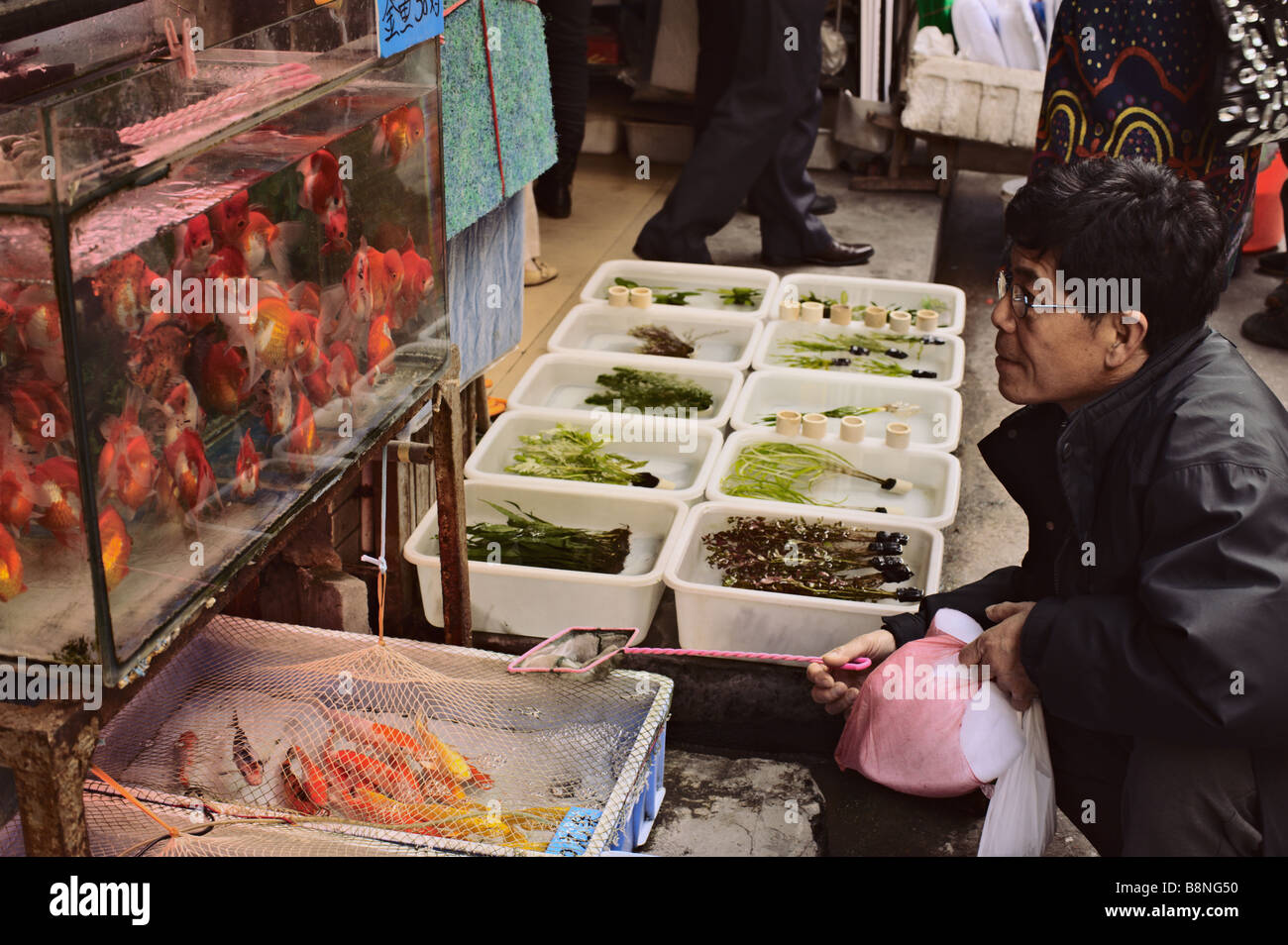 L'homme regardant de réservoir à poisson de couleur orange de la rue du marché à Guangzhou Chine Banque D'Images