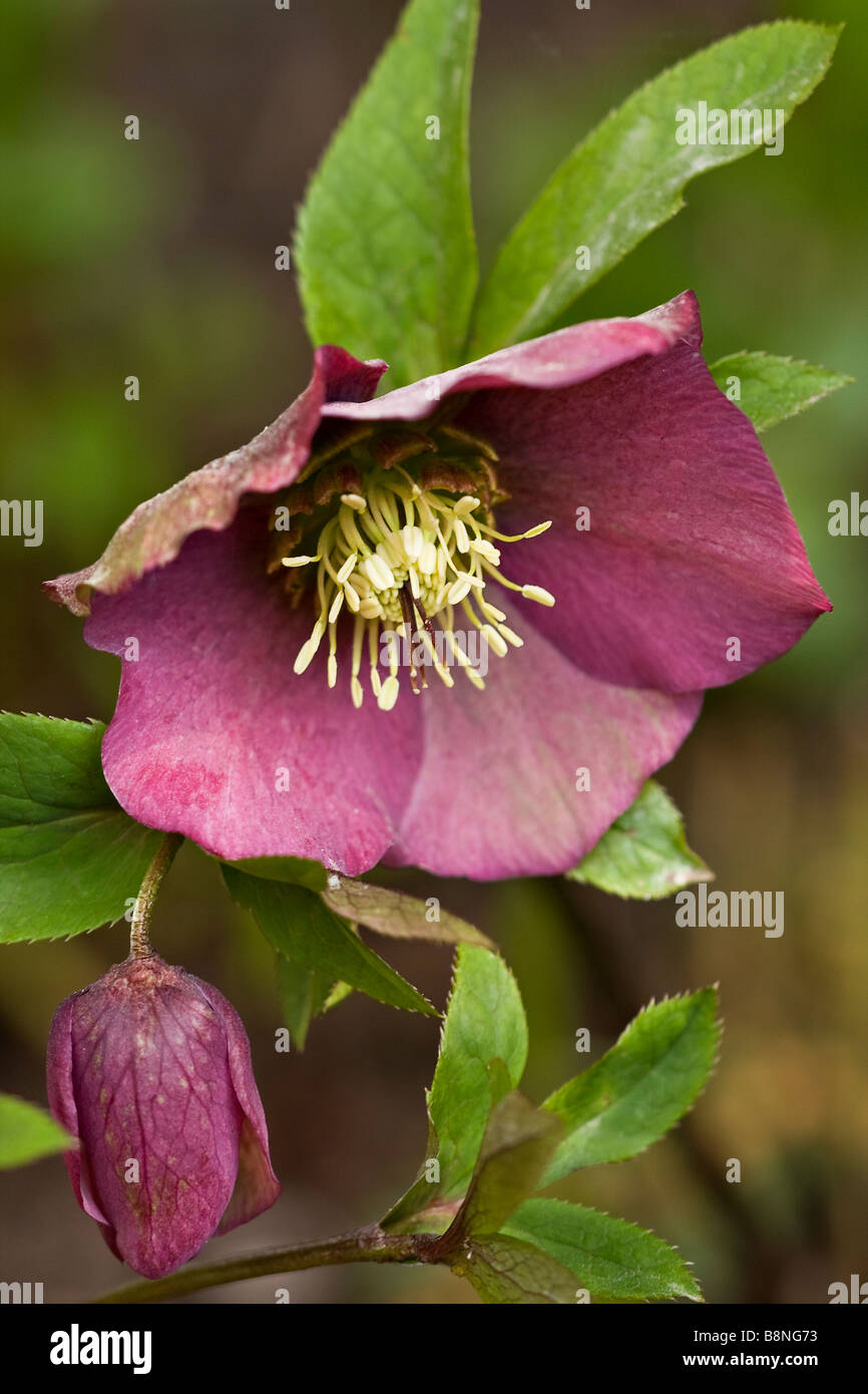 L'hellébore rose foncé Highdown 'Rosa' en fleurs au printemps dans la région de Sussex, England, UK Banque D'Images