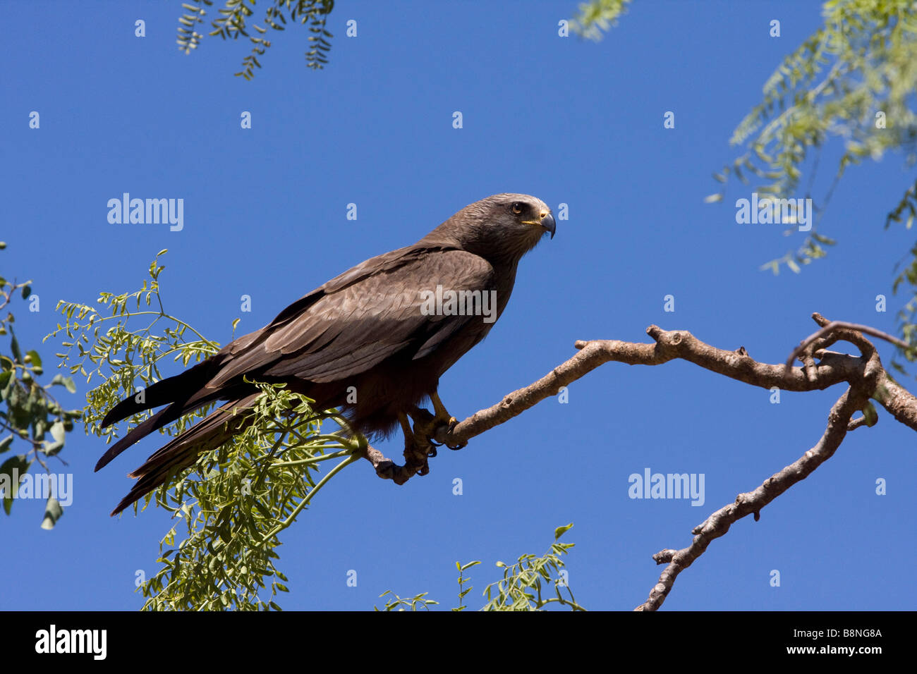 Bec jaune à Bérenty Kite Madagascar Banque D'Images