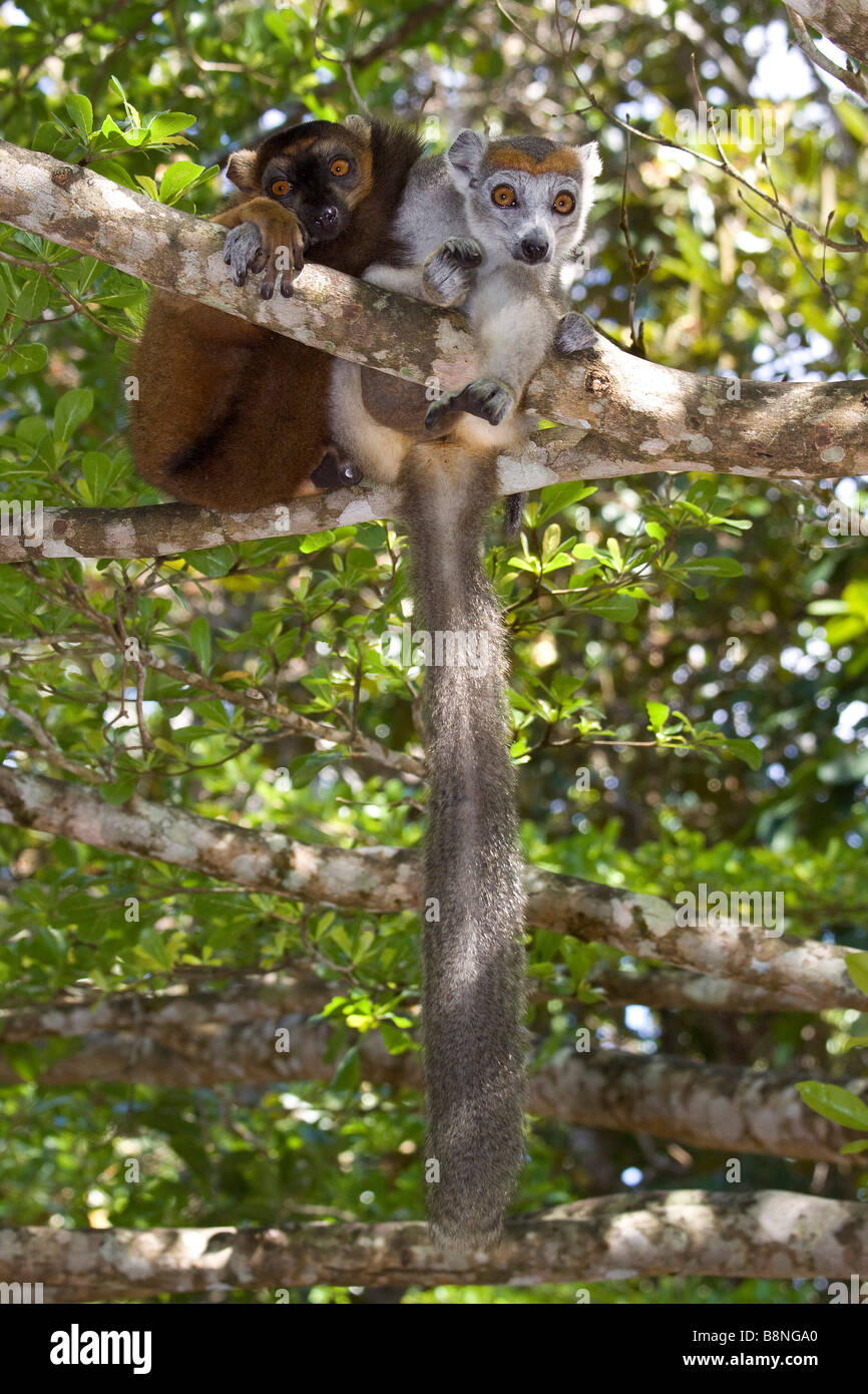Lémurien couronné avec femelle mâle lémurien brun hybride au Palmarium Madagascar Banque D'Images