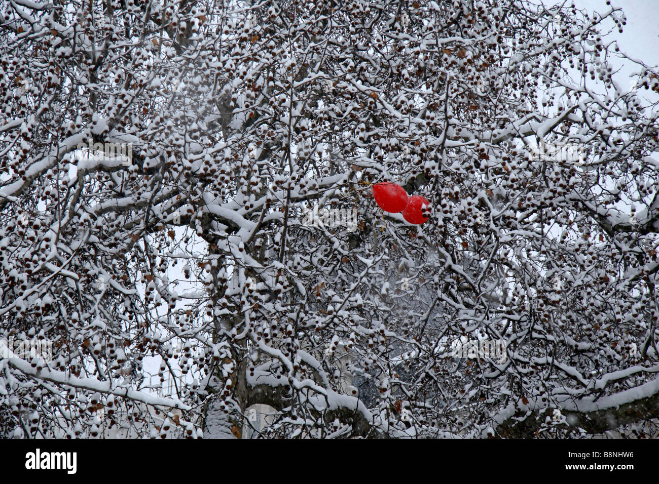 Deux ballons rouge coincé dans un arbre dans le quartier londonien de Trafalgar Square au cours de la tempête de neige du 2 février 2009. Banque D'Images