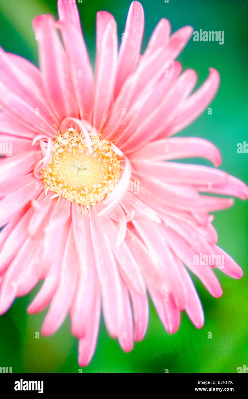 Gerbera rose Daisy Close-up, fond vert Banque D'Images