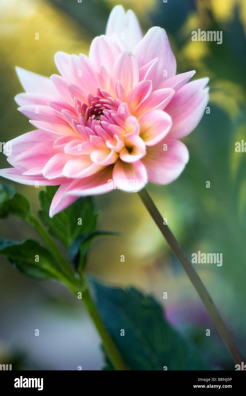 Dahlia rose Bloom Reaching Out Banque D'Images