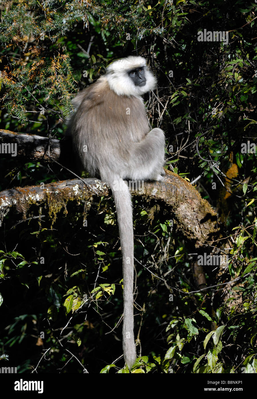 Un Népal (Semnopithecus schistaceus Entelle gris) assis sur une branche d'arbre avec sa queue accroché au-dessous. Banque D'Images