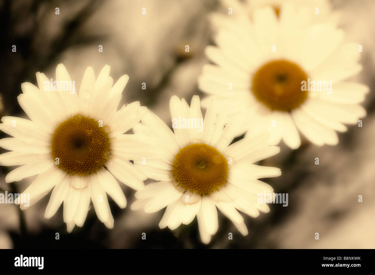 Modèle de fleurs Marguerite blanche. Jardin d'été Banque D'Images