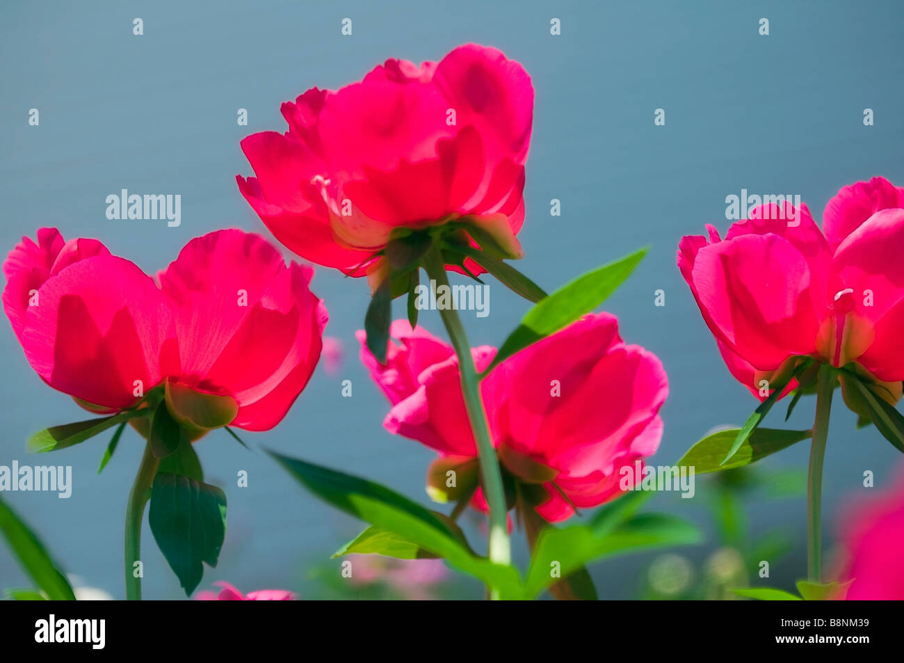 Les Pivoines en fleur dans le jardin de printemps Banque D'Images