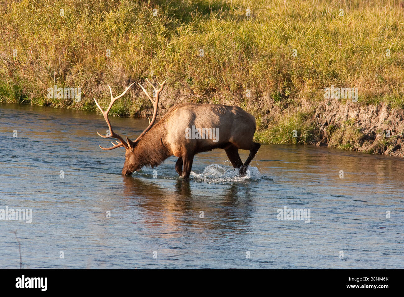 Big Bull Elk l'eau potable Banque D'Images