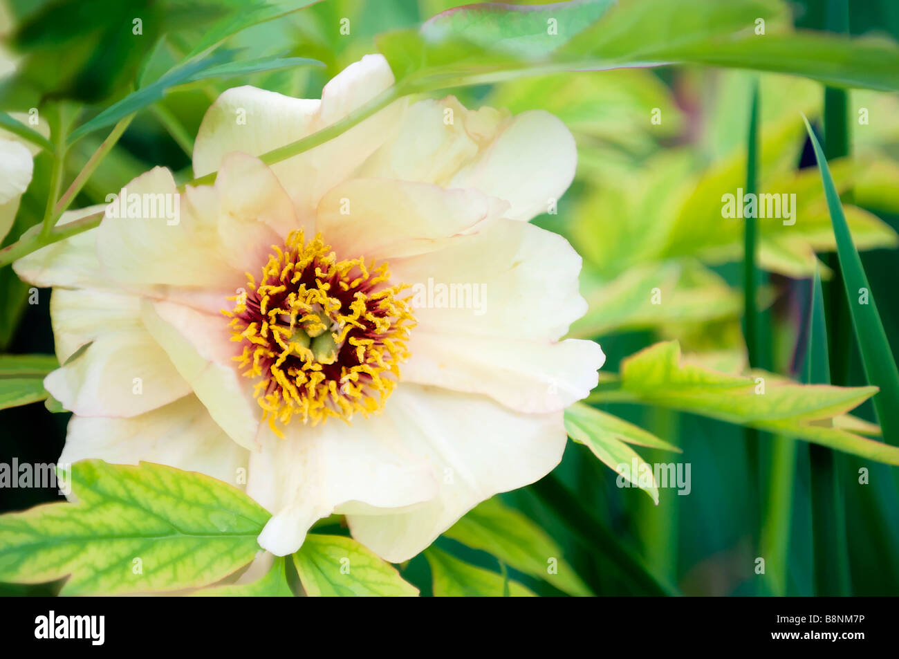 Seul Arbre fleur de pivoine. Jardin de printemps Banque D'Images