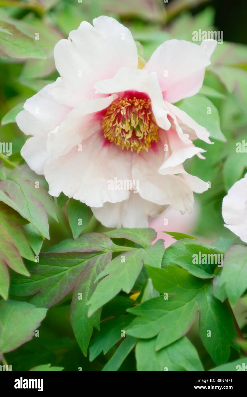 Seul Arbre fleur de pivoine. Jardin de printemps Banque D'Images