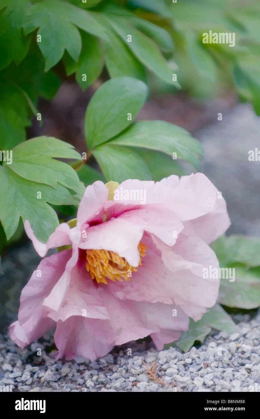 Tombée, seul arbre fleur de pivoine. Jardin de printemps Banque D'Images