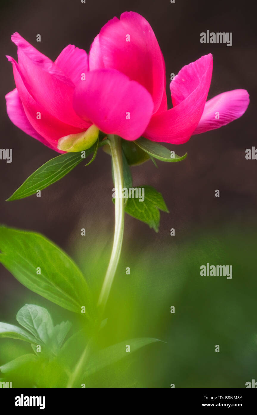 Seule rose vif sur une longue tige de pivoines en fleurs dans le jardin de printemps Banque D'Images