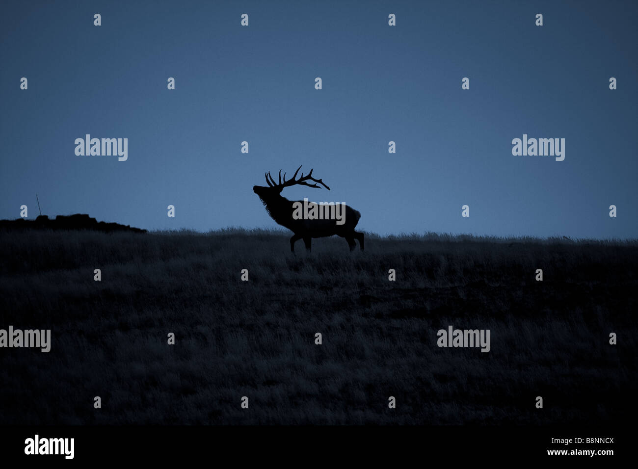 Big Bull Elk au crépuscule Banque D'Images