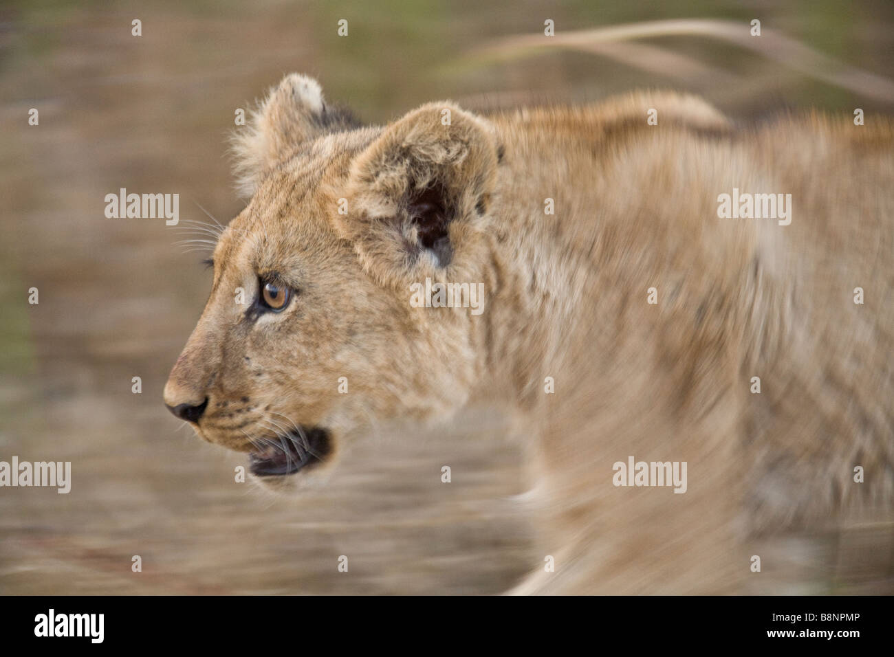 Photo de profil un lion cub montrant motion Banque D'Images