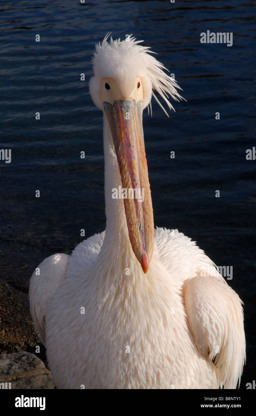 Great White Pelican avec plumes de soufflage vers le bas à son projet de loi Banque D'Images