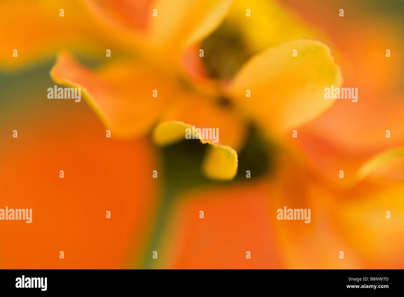 Fleur jaune et orange, extreme close-up Banque D'Images
