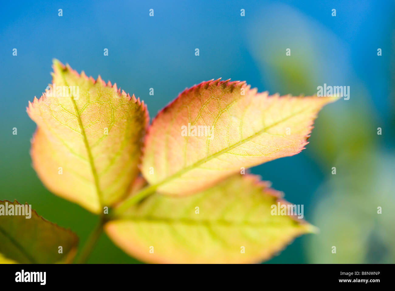 Automne feuilles de cerisier, close-up Banque D'Images