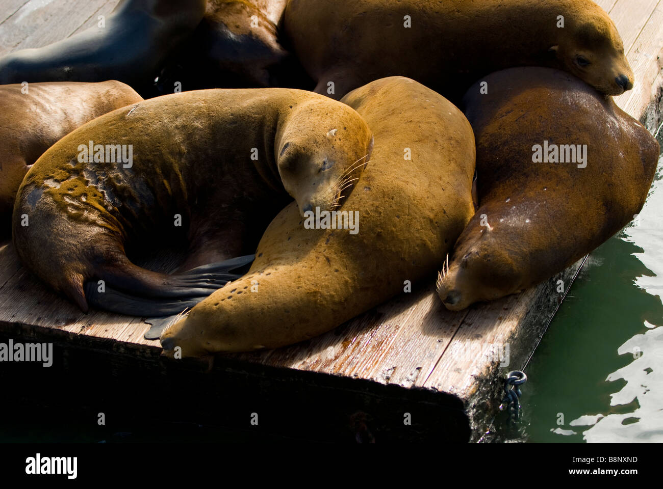 Les lions de mer prendre une sieste sous le soleil d'après-midi à Fisherman's Wharf à San Francisco Banque D'Images