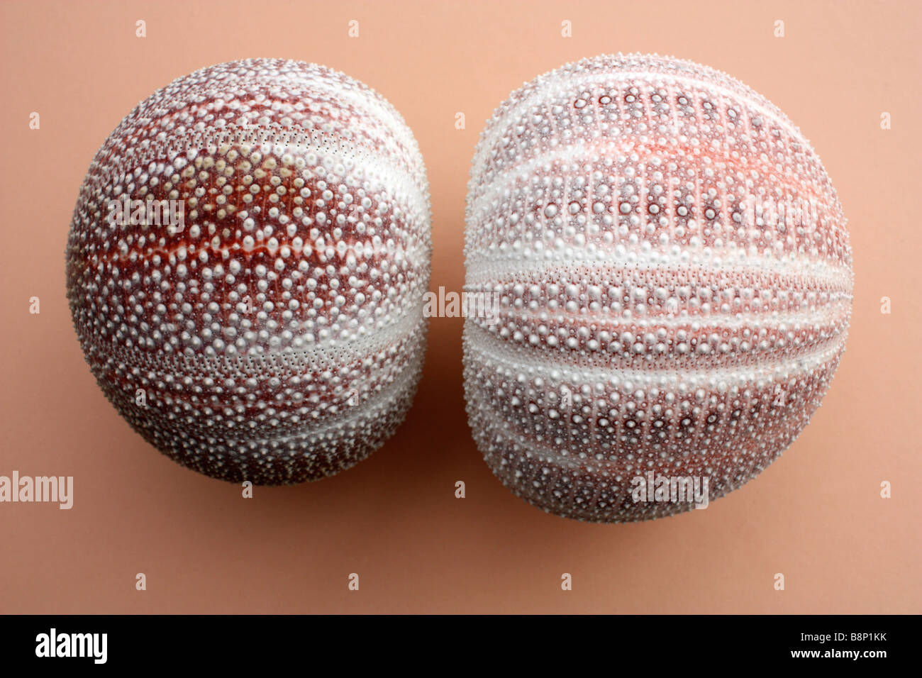 Coquilles d'oursin Banque de photographies et d’images à haute — free download