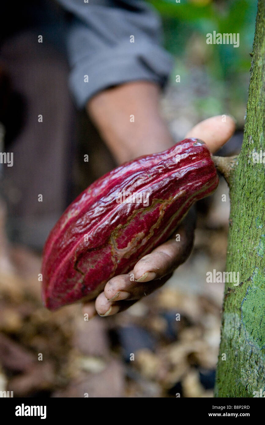 La culture du cacao, République Dominicaine Banque D'Images