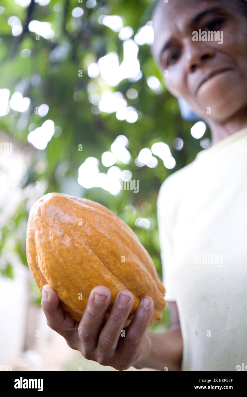 La production de cacao, République Dominicaine Banque D'Images
