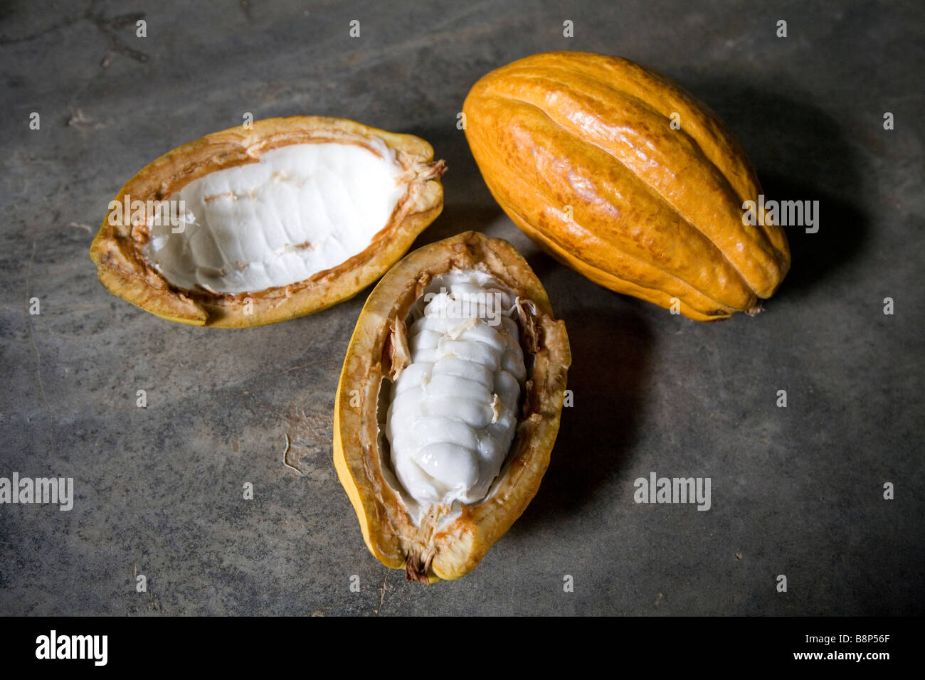 La production de cacao, République Dominicaine Banque D'Images