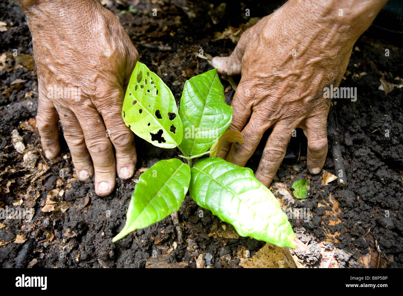 La production de cacao, République Dominicaine Banque D'Images