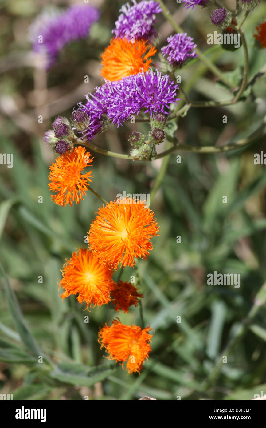 Fleurs orange et violet Banque D'Images