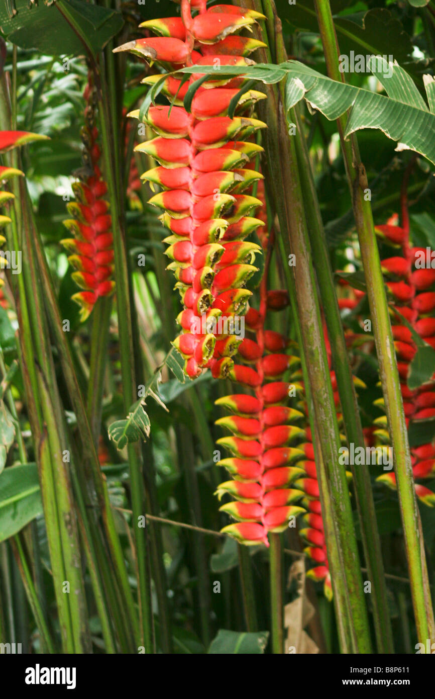 Tanzanie Le rouge et jaune hanging Lobster claw Heliconia Rostrata fleurs Avril 2006 Banque D'Images