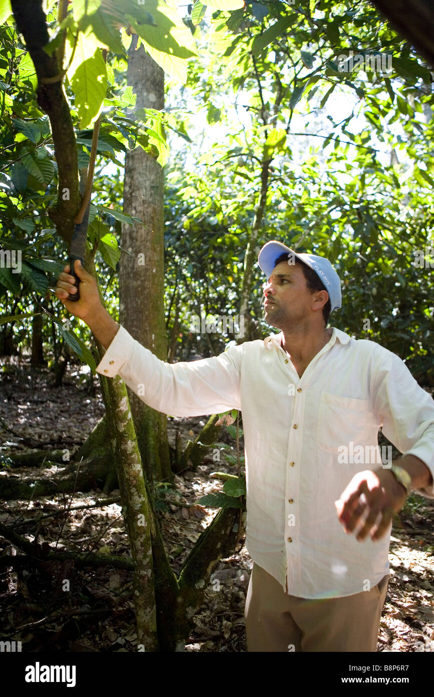 Récolte de cacao, République Dominicaine Banque D'Images