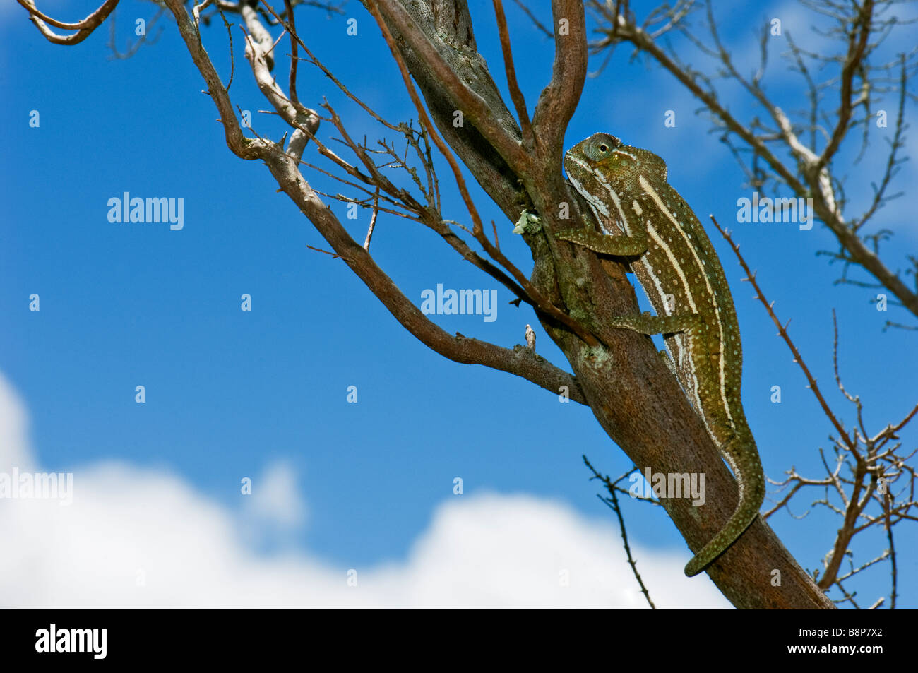 Striped chamaeleon caméléon madagascar grimper grimper un arbre 1 un seul brown sauvage faune Madagascar FURCIFER PARDALIS m Banque D'Images