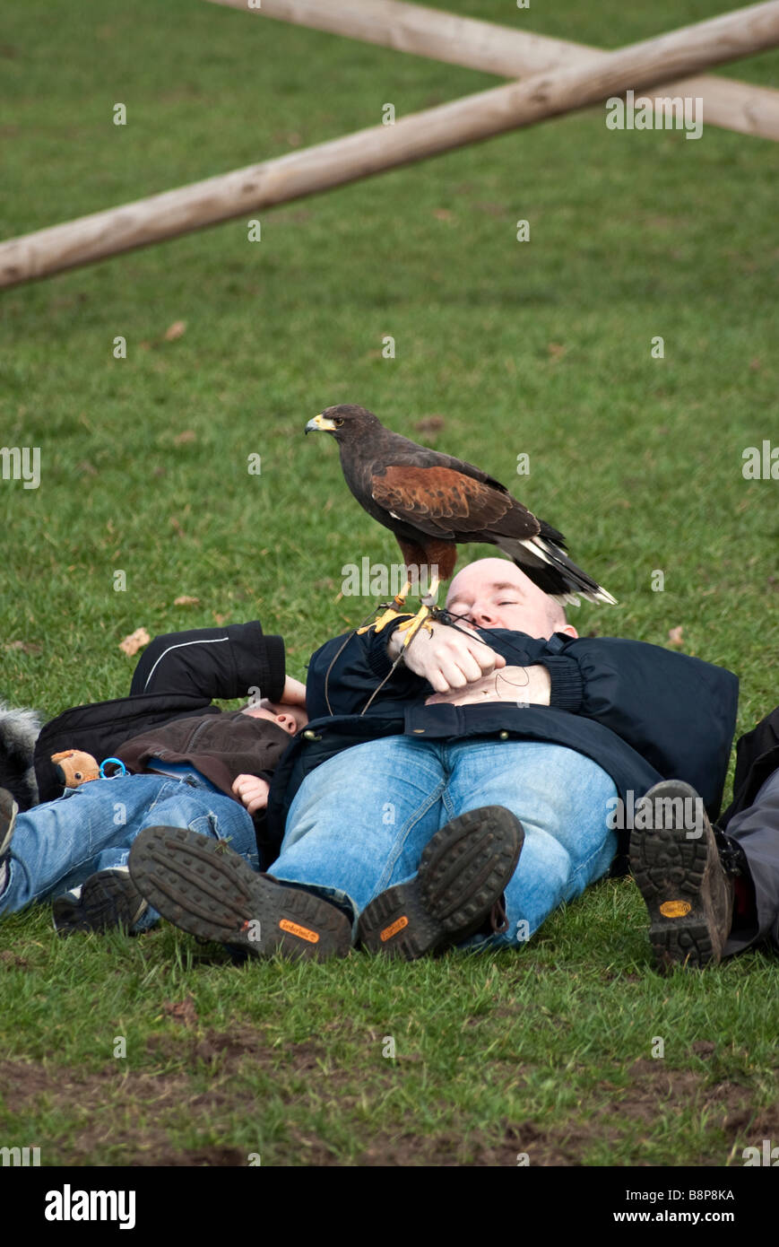 Harris hawk landing sur une personne au cours d'un affichage falcony Banque D'Images