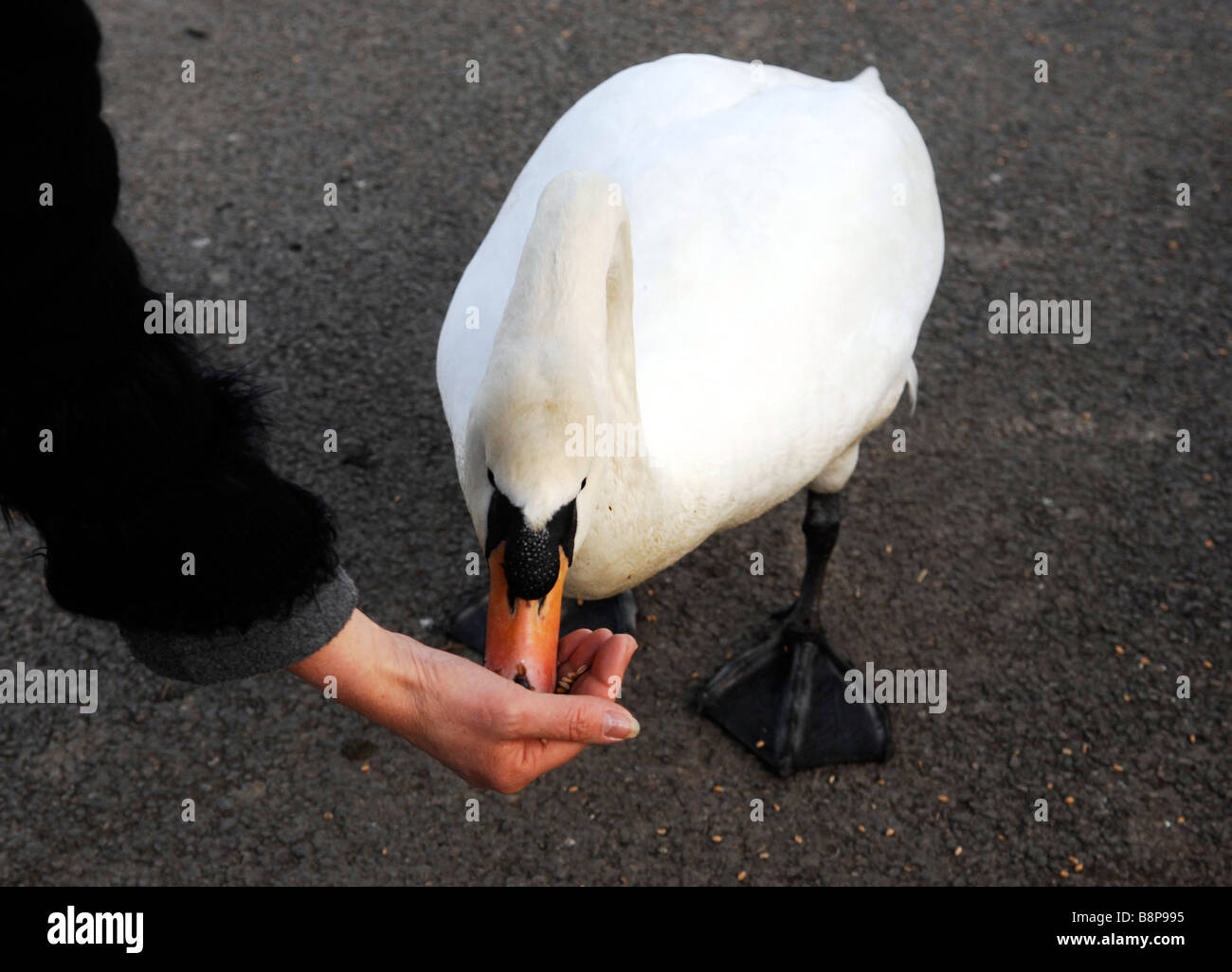 L'alimentation d'un cygne muet à la main à l'Arundel WWT Wetland Centre West Sussex Banque D'Images