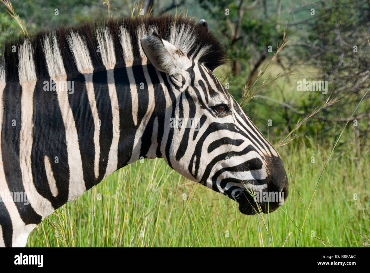 Zebra tête en profil. Pilansberg, Afrique du Sud. Banque D'Images