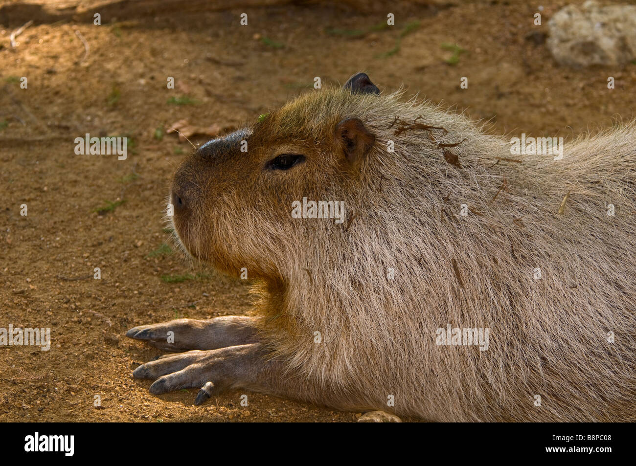 Capybara corps plein profil du plus gros rongeur du monde au Zoo de San Antonio au Texas Banque D'Images