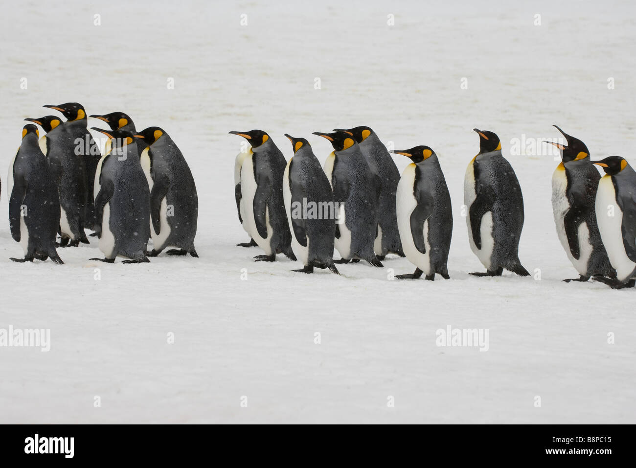 La plaine de Salisbury, South Georgia Island, Royaume-Uni - King Penguin dans tempête de neige Banque D'Images