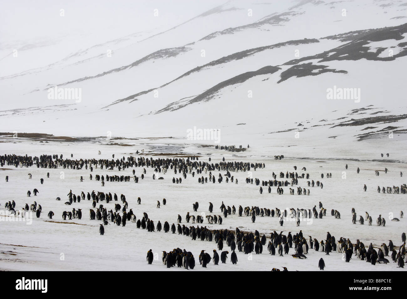 La plaine de Salisbury, South Georgia Island, Royaume-Uni - King Penguin dans tempête de neige Banque D'Images