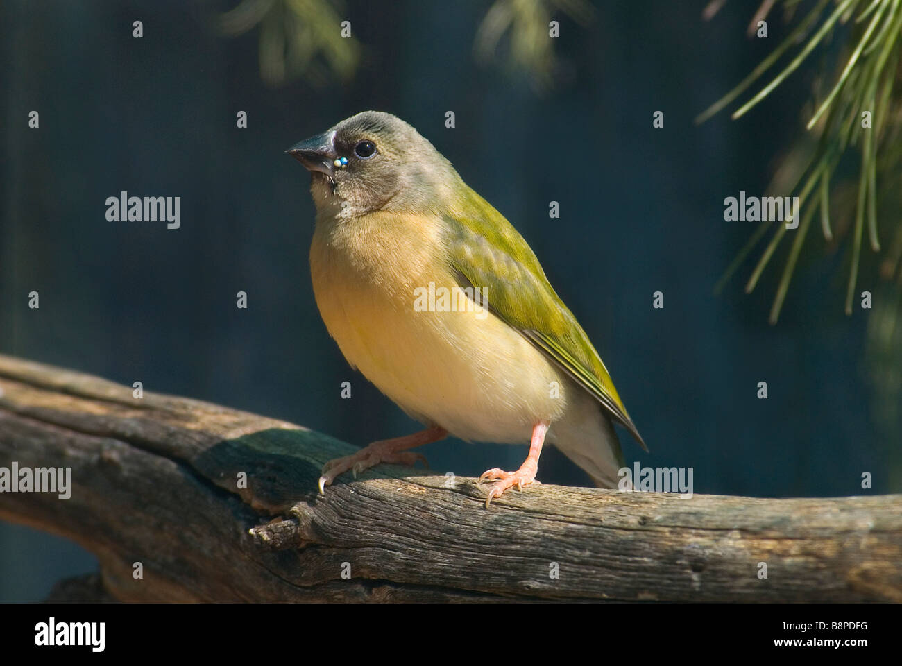 Finch cubain, juvénile, 'Grassquit Tiaris canorus' Banque D'Images