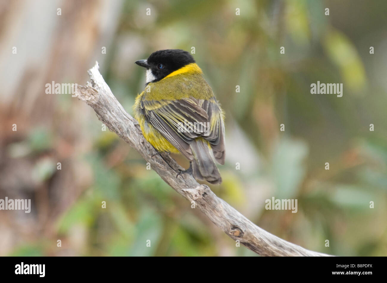L'homme 'Golden Whistler Pachycephala pectoralis Banque D'Images