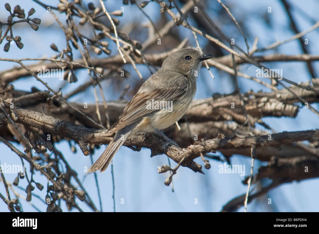 Le Whistler, 'féminin' Pachycephala rufiventris Banque D'Images
