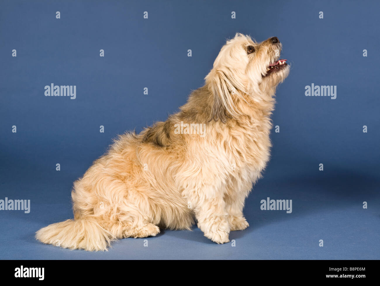 Tzu-Maltese Shih chien croix Banque D'Images