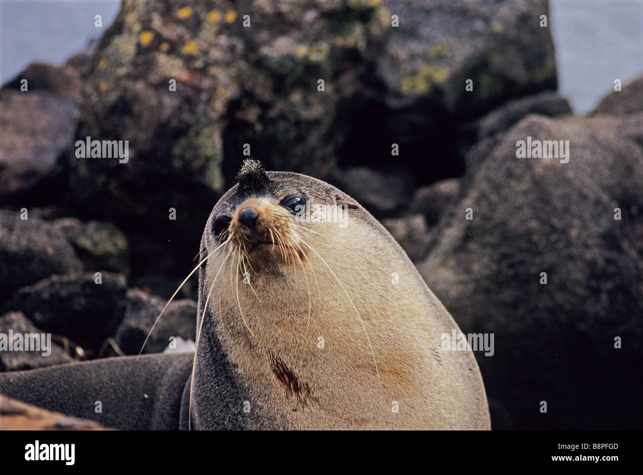 Fourrure subantarctique, Antarctique, l'ÎLE D'AMSTERDAM Banque D'Images