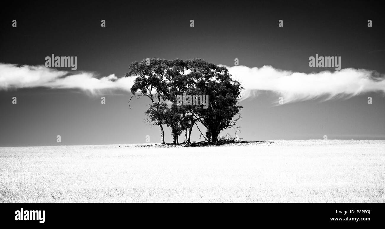 Eucalyptus sur colline dans champ de blé avec des Ciel et nuages noir et blanc Banque D'Images