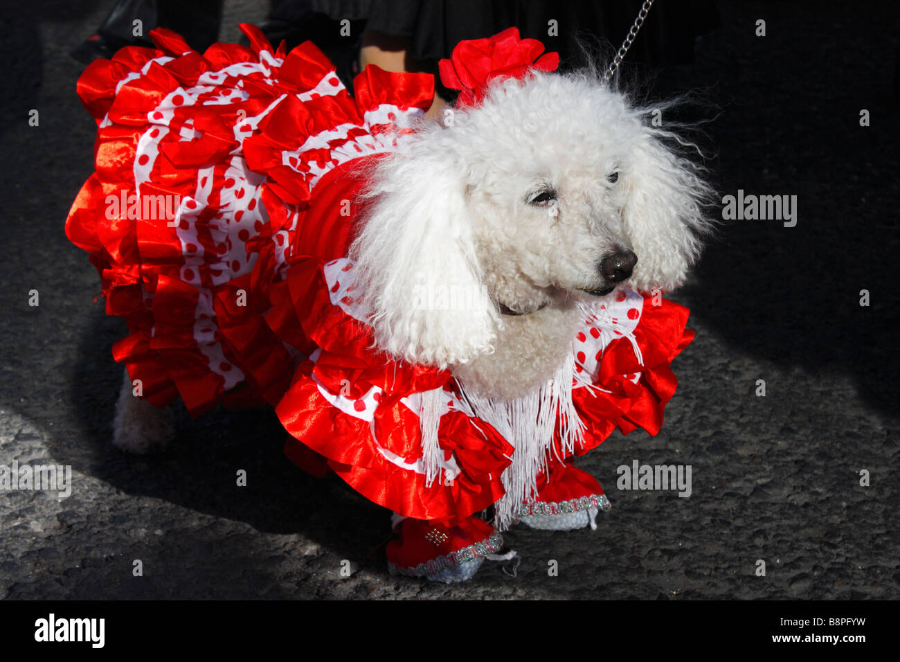 Poodle dans la robe de danseuse de flamenco à fiesta en Espagne Banque D'Images