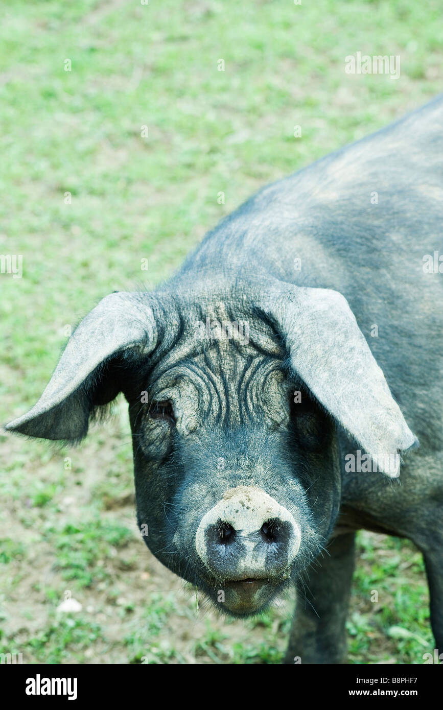 Cochon noir looking at camera Banque D'Images