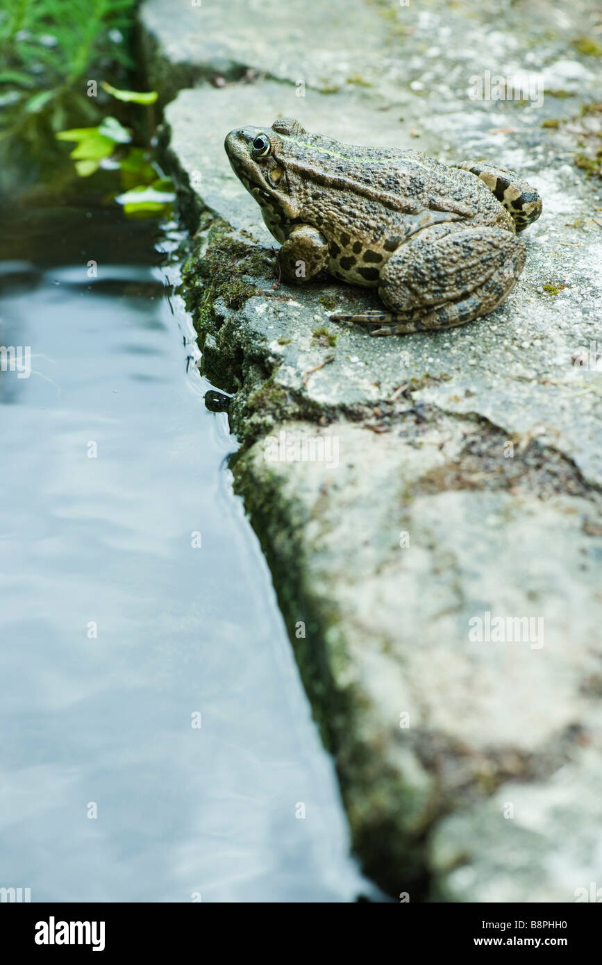 Crapaud calamite assis à côté de l'eau Banque D'Images