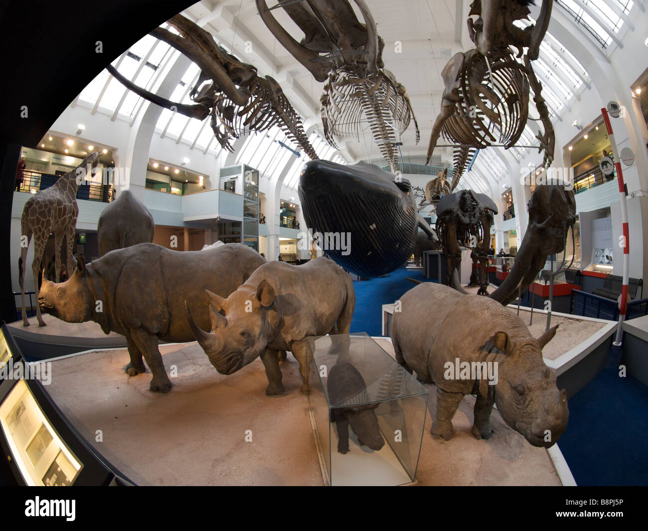 Hall d'exposition avec des grands mammifères du Natural History Museum de Londres UK Banque D'Images